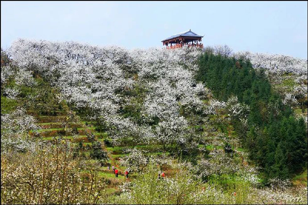 【春天，广西桂林灌阳县向您发出邀请！】我们在灌阳看梨花 - 游山玩水 - 定州生活社区 - 定州28生活网 dingzhou.28life.net