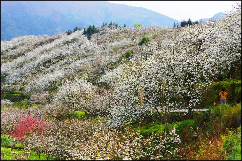 【春天，广西桂林灌阳县向您发出邀请！】我们在灌阳看梨花 - 游山玩水 - 定州生活社区 - 定州28生活网 dingzhou.28life.net