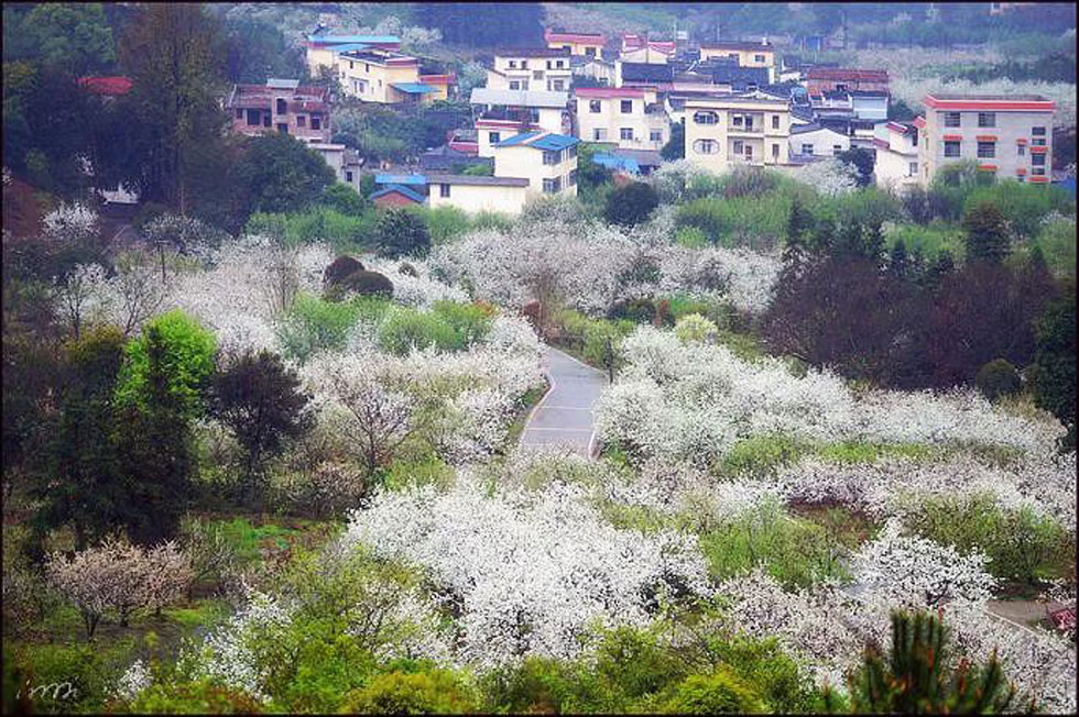 【春天，广西桂林灌阳县向您发出邀请！】我们在灌阳看梨花 - 游山玩水 - 定州生活社区 - 定州28生活网 dingzhou.28life.net