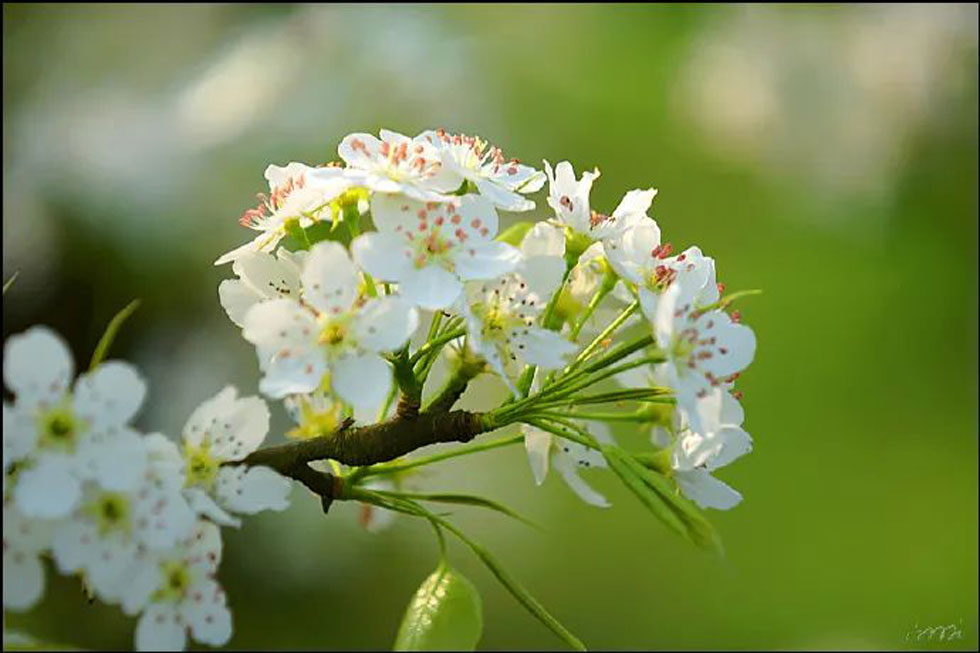 【春天，广西桂林灌阳县向您发出邀请！】我们在灌阳看梨花 - 游山玩水 - 定州生活社区 - 定州28生活网 dingzhou.28life.net