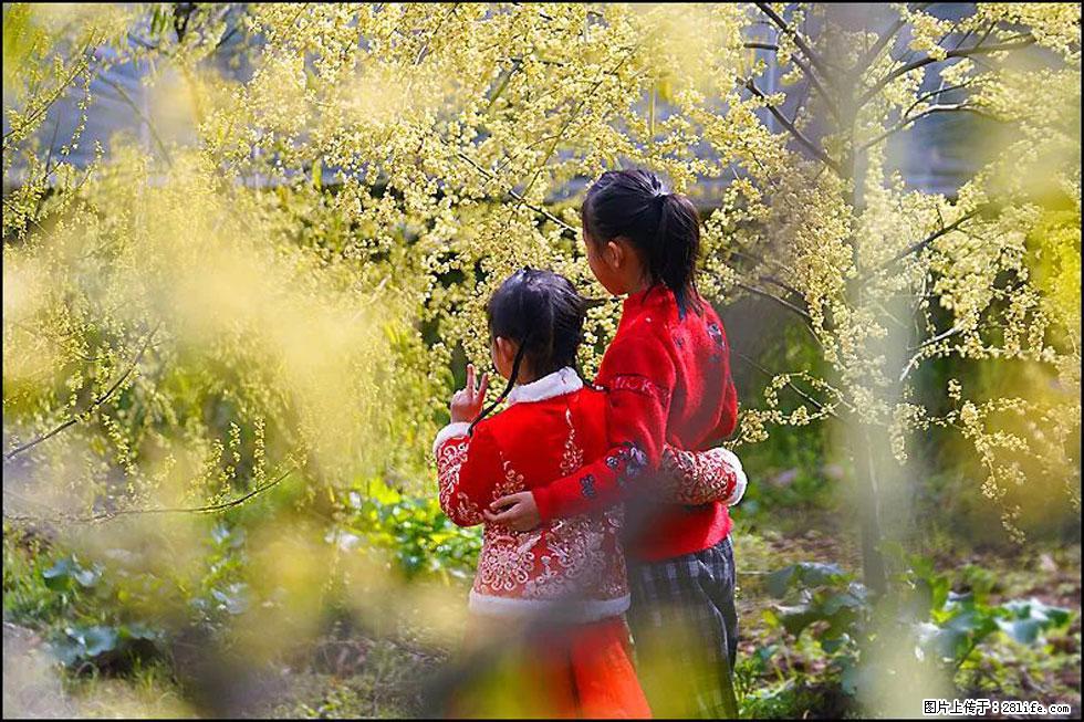 【春天，广西桂林灌阳县向您发出邀请！】米珠山前有片山苍子花在飘香 - 游山玩水 - 定州生活社区 - 定州28生活网 dingzhou.28life.net