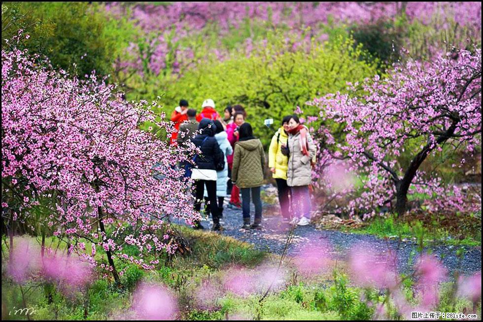 【春天，广西桂林灌阳县向您发出邀请！】官庄村有个醉美的桃花园 - 游山玩水 - 定州生活社区 - 定州28生活网 dingzhou.28life.net