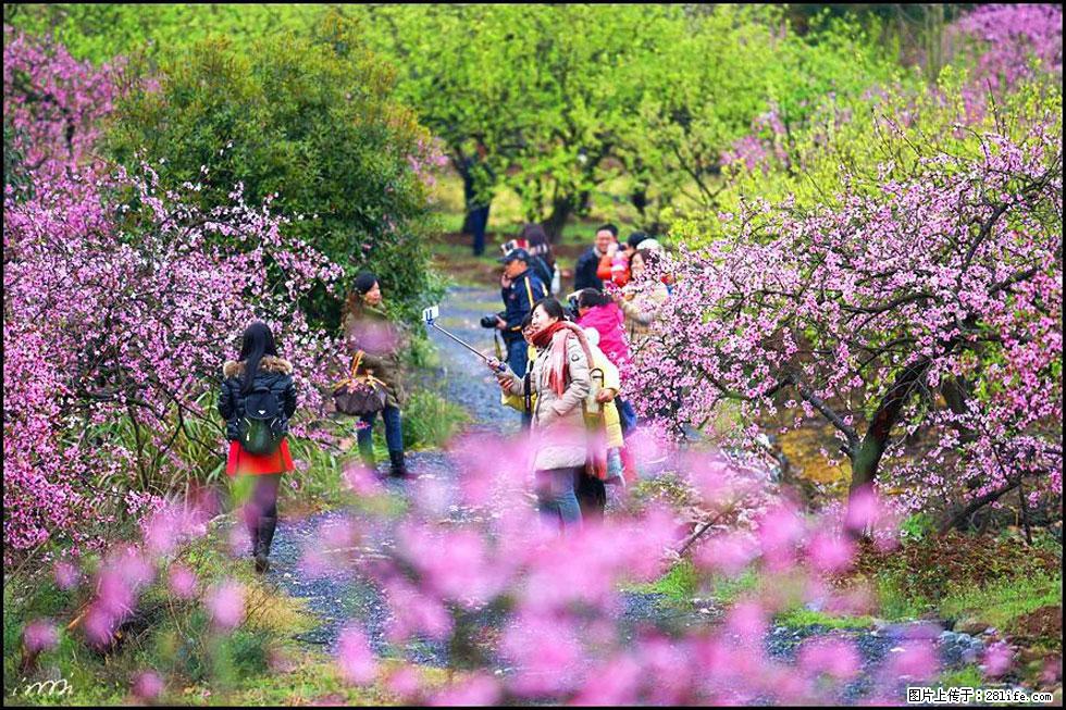 【春天，广西桂林灌阳县向您发出邀请！】官庄村有个醉美的桃花园 - 游山玩水 - 定州生活社区 - 定州28生活网 dingzhou.28life.net