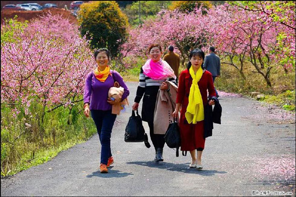 【春天，广西桂林灌阳县向您发出邀请！】官庄村有个醉美的桃花园 - 游山玩水 - 定州生活社区 - 定州28生活网 dingzhou.28life.net