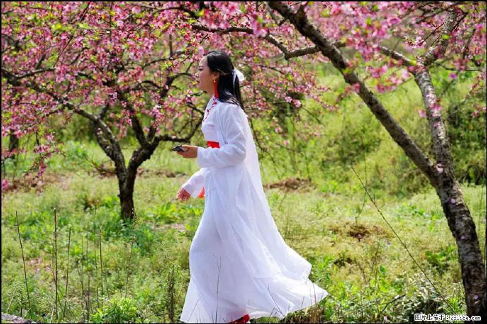 【春天，广西桂林灌阳县向您发出邀请！】官庄村有个醉美的桃花园 - 游山玩水 - 定州生活社区 - 定州28生活网 dingzhou.28life.net