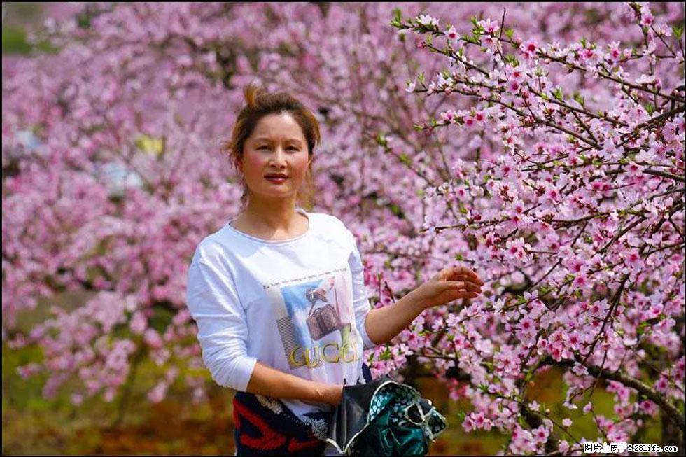 【春天，广西桂林灌阳县向您发出邀请！】官庄村有个醉美的桃花园 - 游山玩水 - 定州生活社区 - 定州28生活网 dingzhou.28life.net