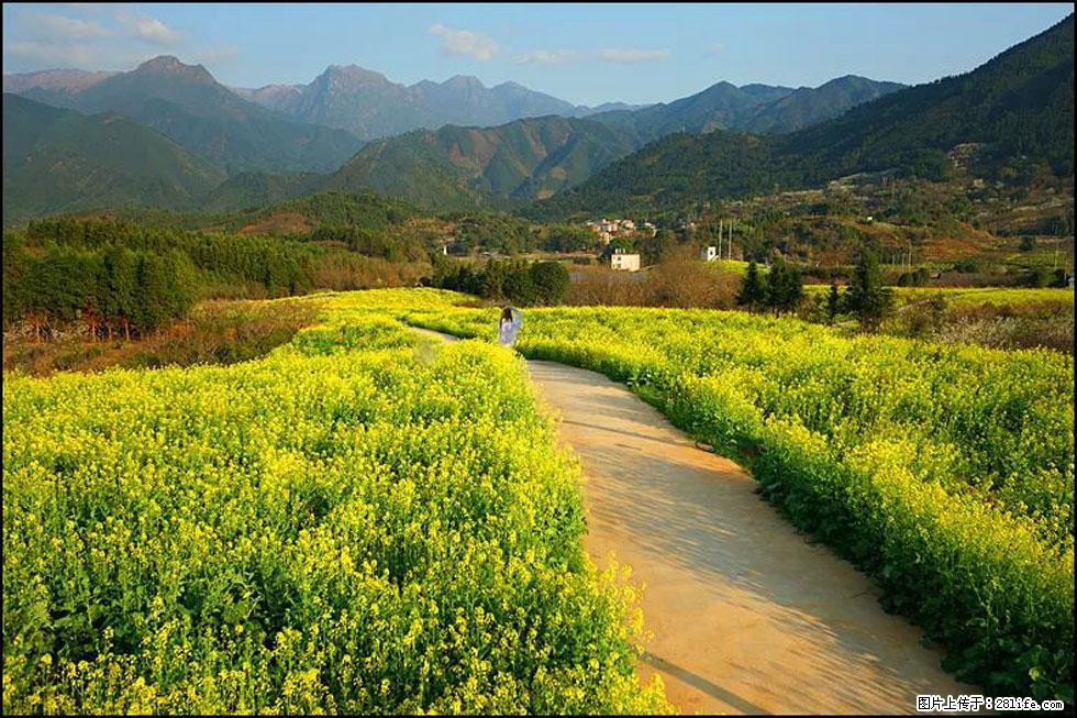 【春天，广西桂林灌阳县向您发出邀请！】长坪村油菜盛情花开 - 游山玩水 - 定州生活社区 - 定州28生活网 dingzhou.28life.net