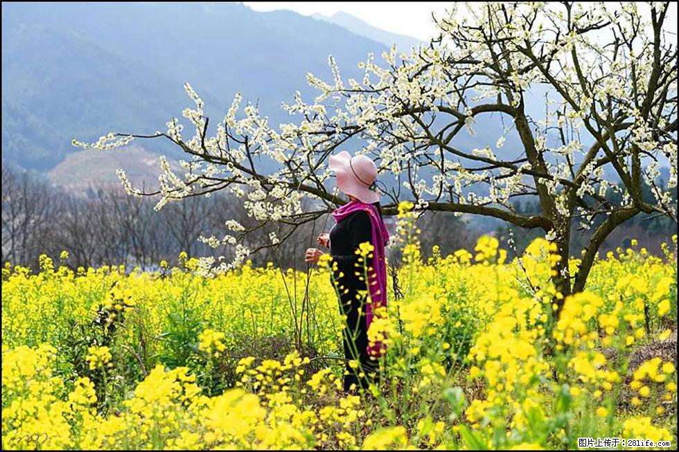 【春天，广西桂林灌阳县向您发出邀请！】长坪村油菜盛情花开 - 游山玩水 - 定州生活社区 - 定州28生活网 dingzhou.28life.net