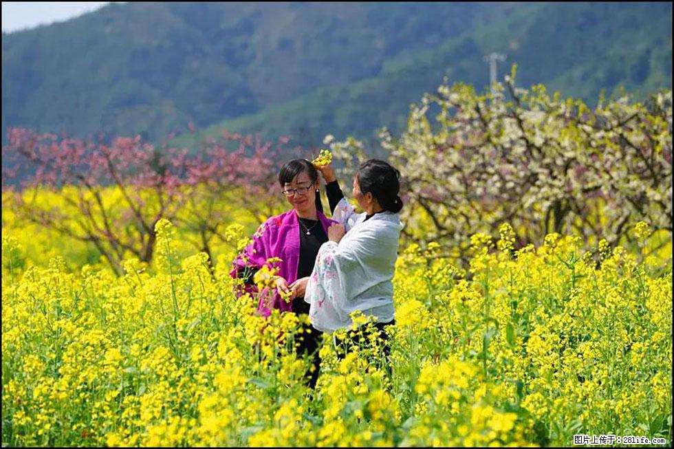 【春天，广西桂林灌阳县向您发出邀请！】长坪村油菜盛情花开 - 游山玩水 - 定州生活社区 - 定州28生活网 dingzhou.28life.net