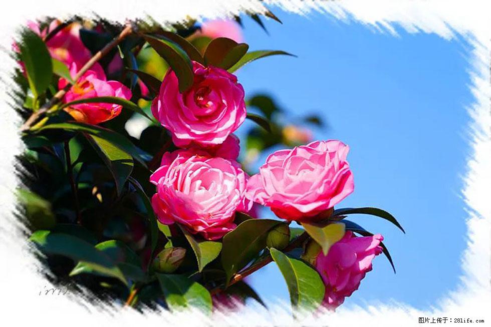 【春天，广西桂林灌阳县向您发出邀请！】杨柳井茶花惹人爱 - 游山玩水 - 定州生活社区 - 定州28生活网 dingzhou.28life.net