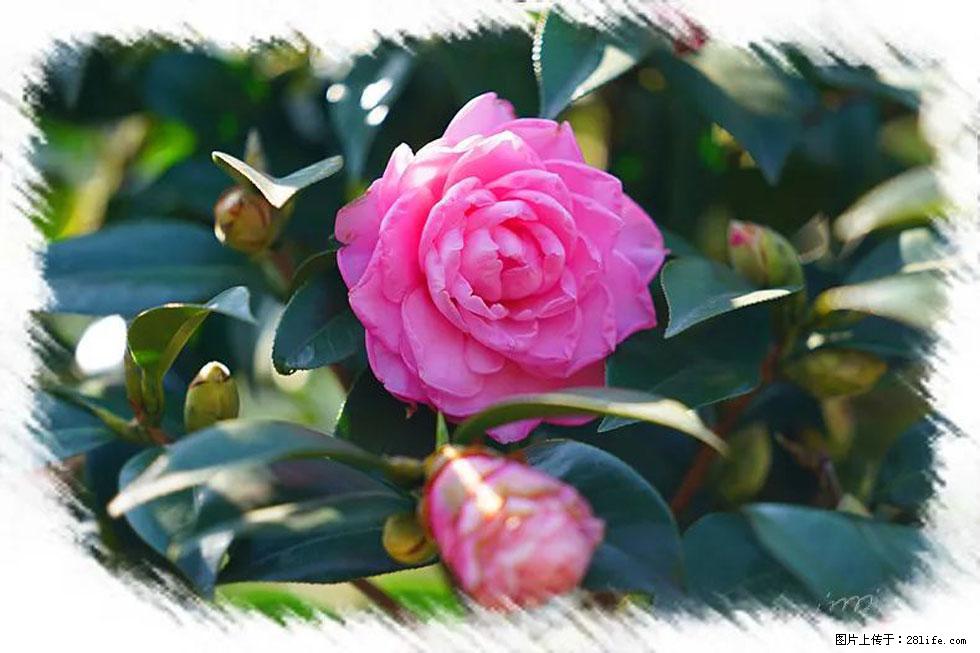 【春天，广西桂林灌阳县向您发出邀请！】杨柳井茶花惹人爱 - 游山玩水 - 定州生活社区 - 定州28生活网 dingzhou.28life.net