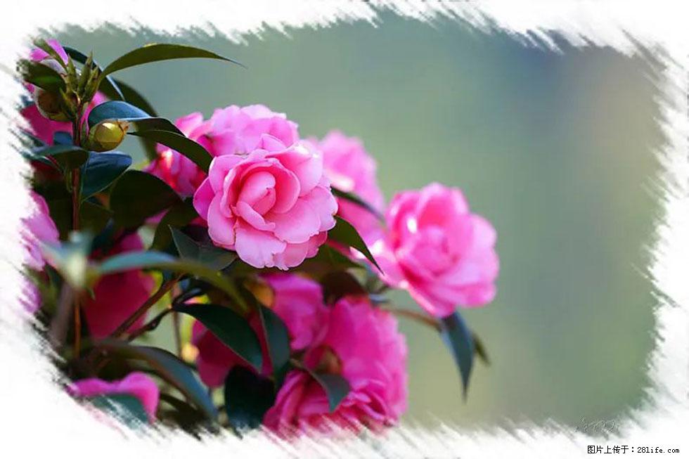 【春天，广西桂林灌阳县向您发出邀请！】杨柳井茶花惹人爱 - 游山玩水 - 定州生活社区 - 定州28生活网 dingzhou.28life.net