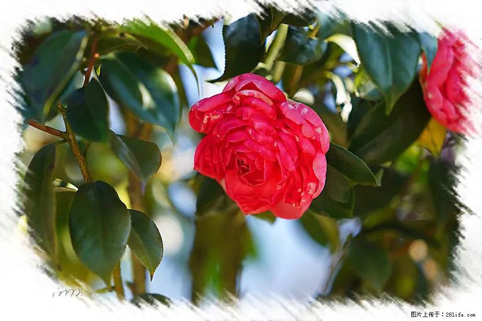 【春天，广西桂林灌阳县向您发出邀请！】杨柳井茶花惹人爱 - 游山玩水 - 定州生活社区 - 定州28生活网 dingzhou.28life.net