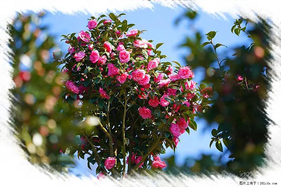 【春天，广西桂林灌阳县向您发出邀请！】杨柳井茶花惹人爱 - 游山玩水 - 定州生活社区 - 定州28生活网 dingzhou.28life.net