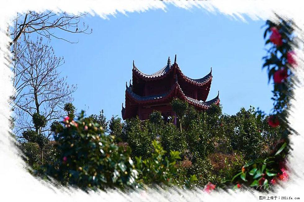 【春天，广西桂林灌阳县向您发出邀请！】杨柳井茶花惹人爱 - 游山玩水 - 定州生活社区 - 定州28生活网 dingzhou.28life.net
