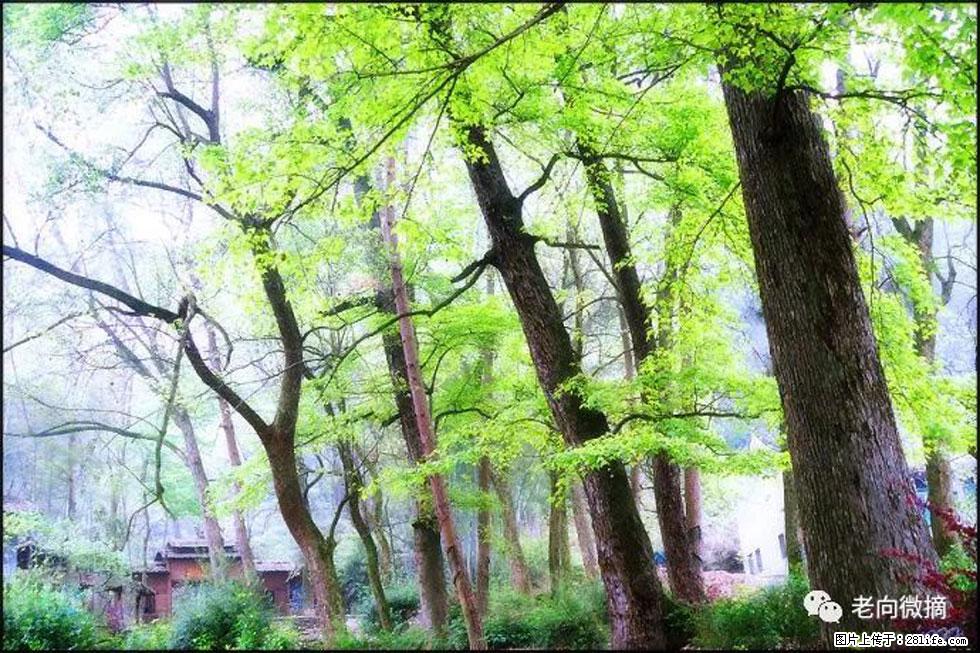 【春天，广西桂林灌阳县向您发出邀请！】在小龙村与春天约会 - 游山玩水 - 定州生活社区 - 定州28生活网 dingzhou.28life.net