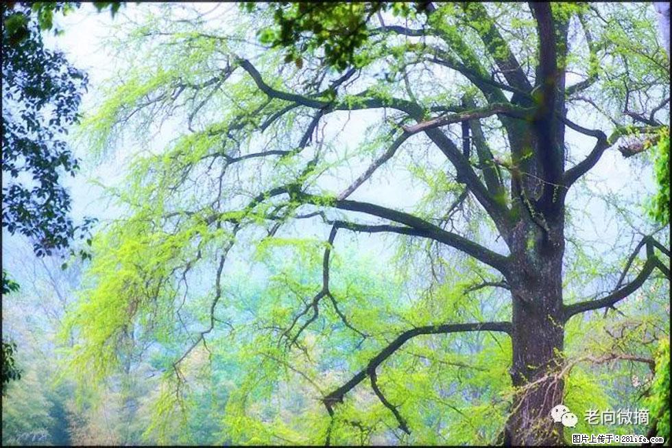 【春天，广西桂林灌阳县向您发出邀请！】在小龙村与春天约会 - 游山玩水 - 定州生活社区 - 定州28生活网 dingzhou.28life.net