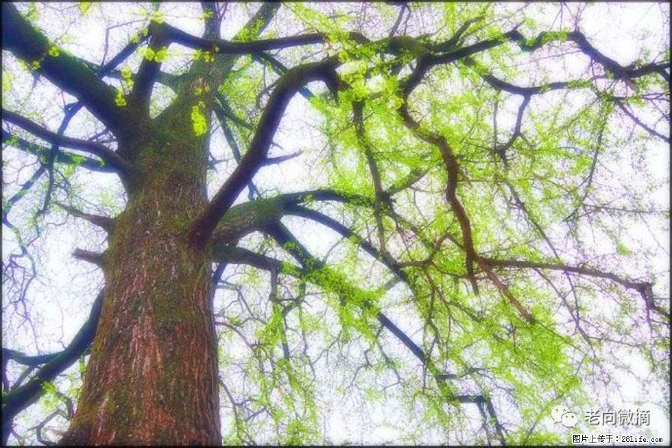 【春天，广西桂林灌阳县向您发出邀请！】在小龙村与春天约会 - 游山玩水 - 定州生活社区 - 定州28生活网 dingzhou.28life.net