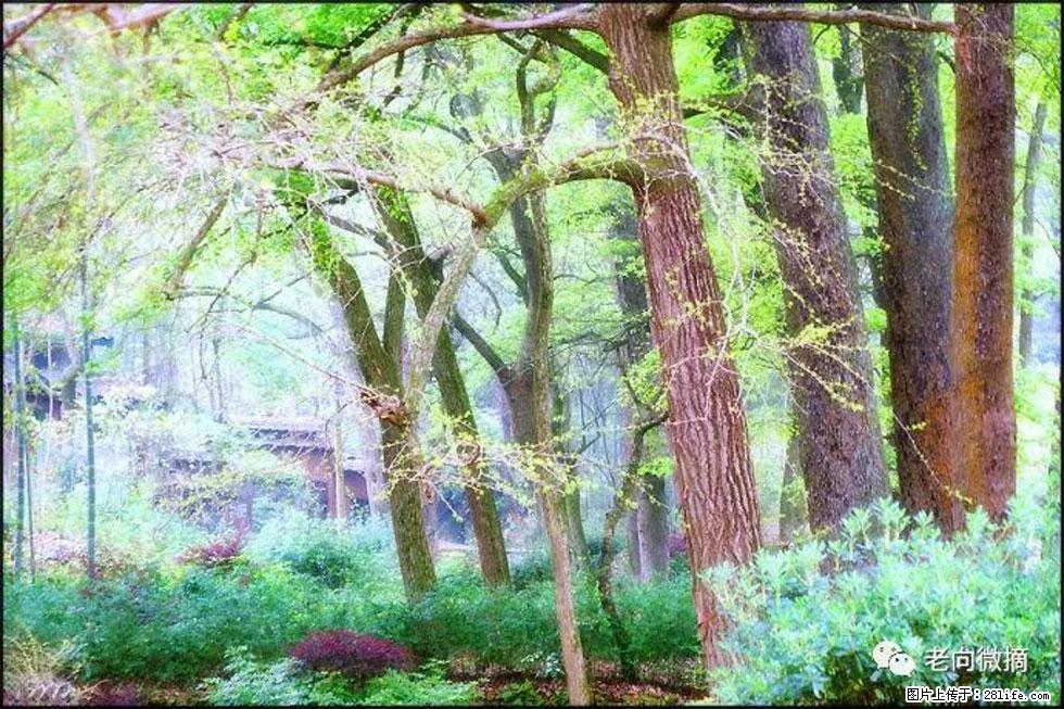 【春天，广西桂林灌阳县向您发出邀请！】在小龙村与春天约会 - 游山玩水 - 定州生活社区 - 定州28生活网 dingzhou.28life.net