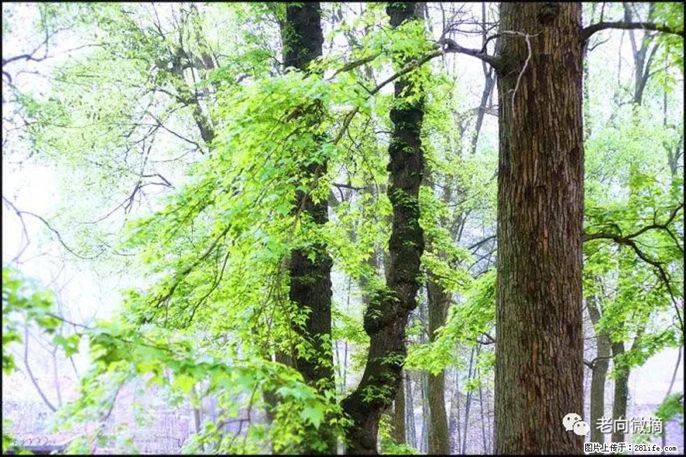 【春天，广西桂林灌阳县向您发出邀请！】在小龙村与春天约会 - 游山玩水 - 定州生活社区 - 定州28生活网 dingzhou.28life.net