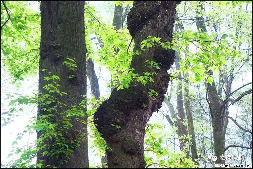 【春天，广西桂林灌阳县向您发出邀请！】在小龙村与春天约会 - 游山玩水 - 定州生活社区 - 定州28生活网 dingzhou.28life.net