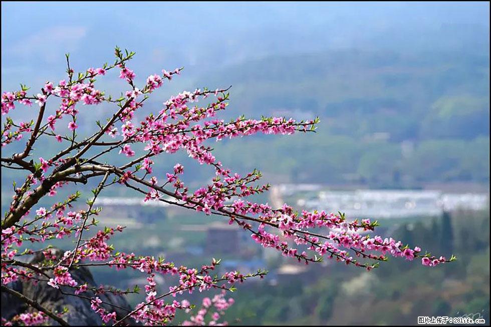 【春天，广西桂林灌阳县向您发出邀请！】望月岭上桃花开 - 游山玩水 - 定州生活社区 - 定州28生活网 dingzhou.28life.net