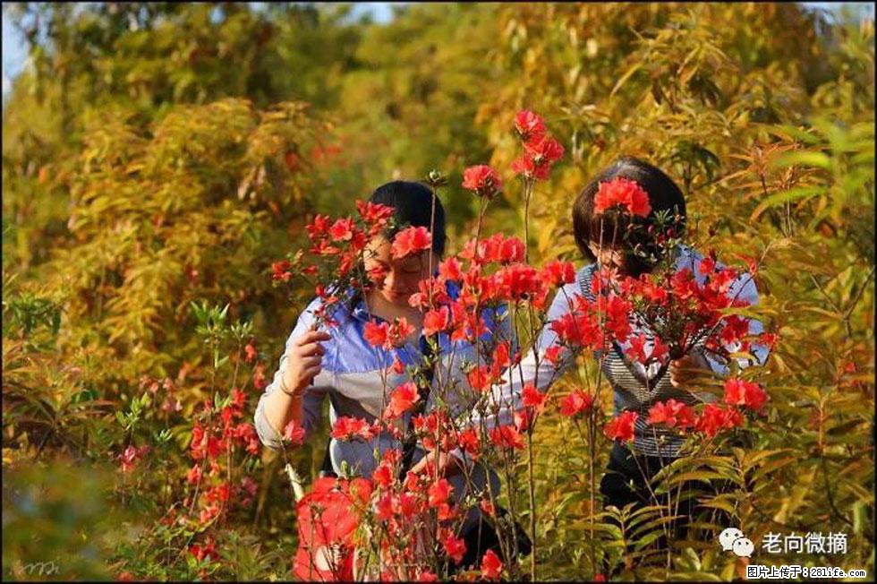 【春天，广西桂林灌阳县向您发出邀请！】登麒麟山，相约映山红 - 游山玩水 - 定州生活社区 - 定州28生活网 dingzhou.28life.net