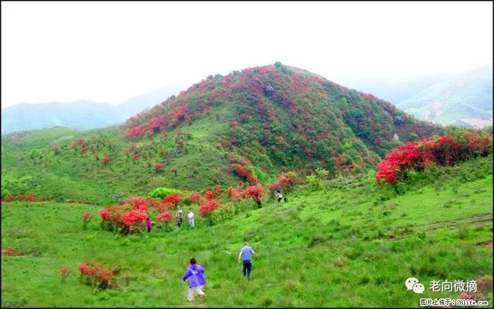 【春天，广西桂林灌阳县向您发出邀请！】宝盖山上映山红 - 游山玩水 - 定州生活社区 - 定州28生活网 dingzhou.28life.net