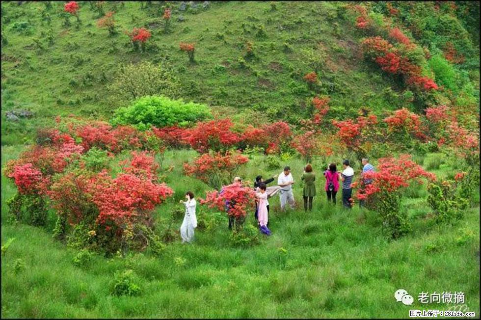 【春天，广西桂林灌阳县向您发出邀请！】宝盖山上映山红 - 游山玩水 - 定州生活社区 - 定州28生活网 dingzhou.28life.net