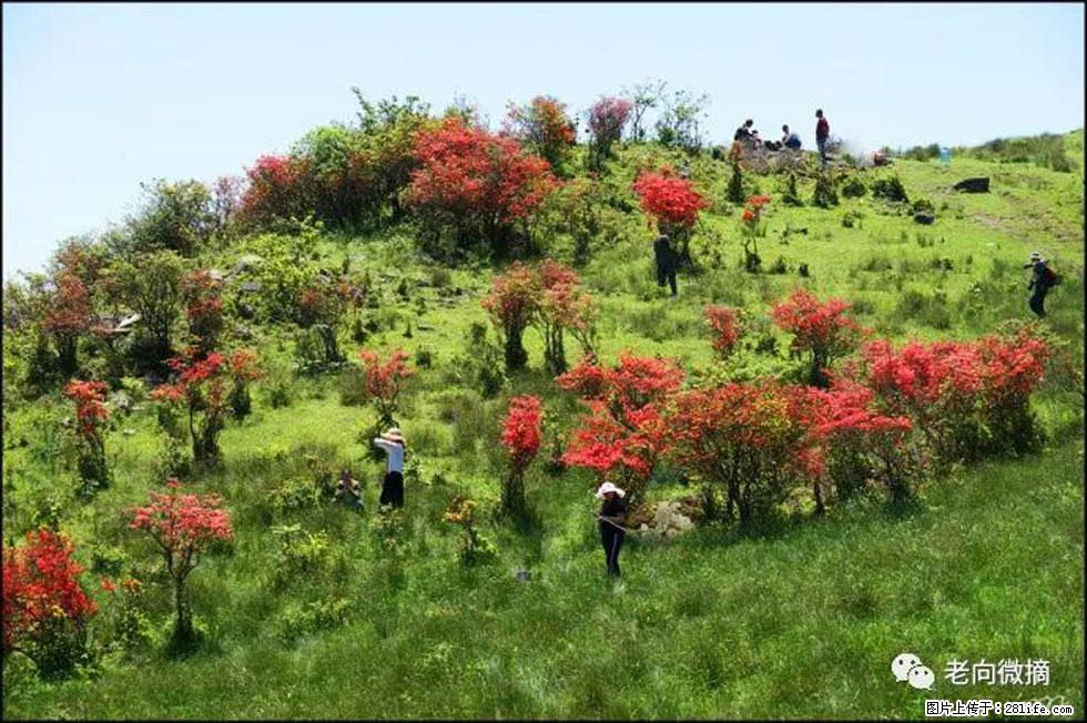 【春天，广西桂林灌阳县向您发出邀请！】宝盖山上映山红 - 游山玩水 - 定州生活社区 - 定州28生活网 dingzhou.28life.net