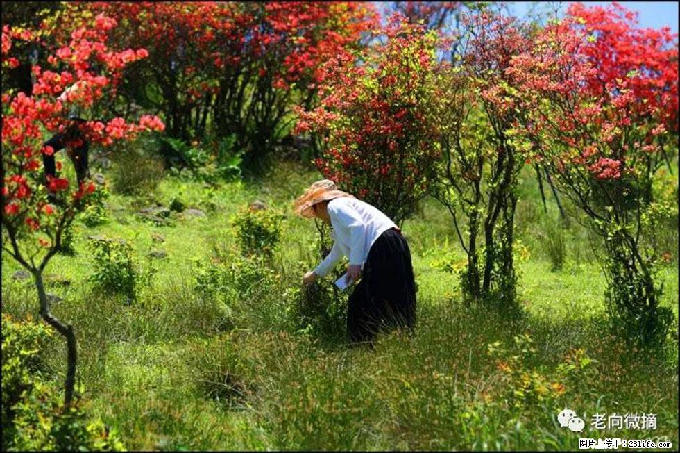 【春天，广西桂林灌阳县向您发出邀请！】宝盖山上映山红 - 游山玩水 - 定州生活社区 - 定州28生活网 dingzhou.28life.net