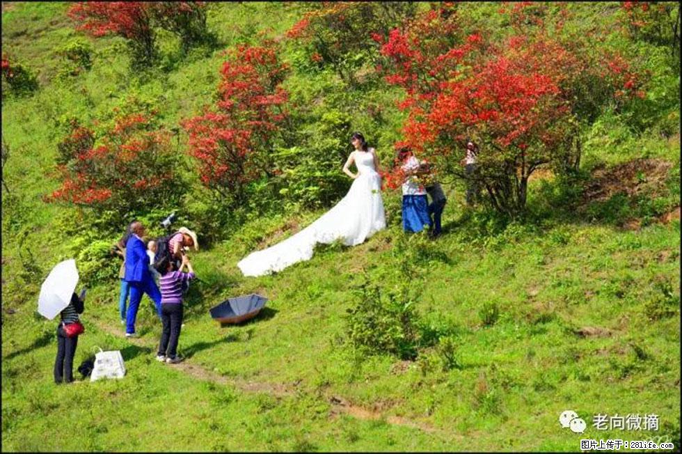 【春天，广西桂林灌阳县向您发出邀请！】宝盖山上映山红 - 游山玩水 - 定州生活社区 - 定州28生活网 dingzhou.28life.net