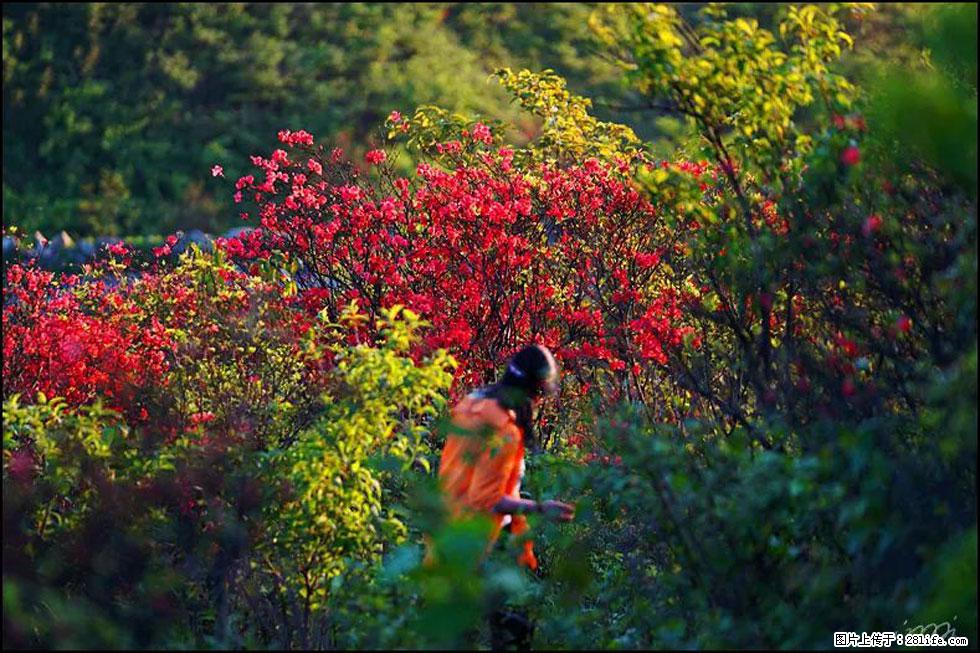 【春天，广西桂林灌阳县向您发出邀请！】春木界上映山红 - 游山玩水 - 定州生活社区 - 定州28生活网 dingzhou.28life.net