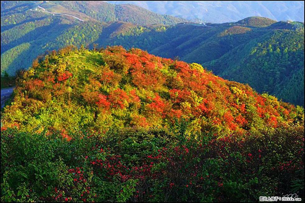 【春天，广西桂林灌阳县向您发出邀请！】春木界上映山红 - 游山玩水 - 定州生活社区 - 定州28生活网 dingzhou.28life.net