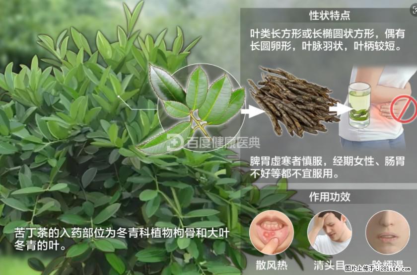 苦丁茶有哪些功效和作用 - 生活百科 - 定州生活社区 - 定州28生活网 dingzhou.28life.net