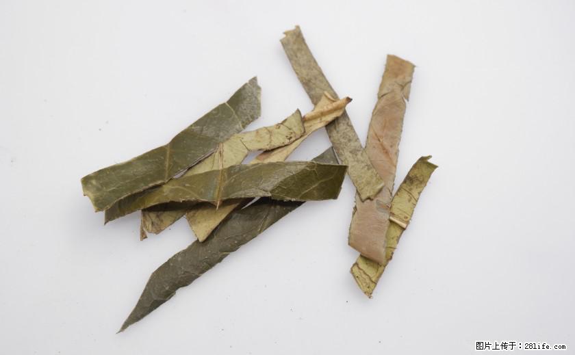 苦丁茶有哪些功效和作用 - 生活百科 - 定州生活社区 - 定州28生活网 dingzhou.28life.net