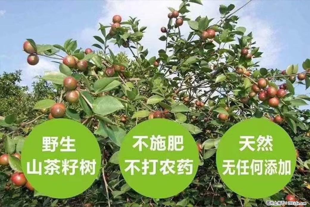【灌阳县油茶产业示范区】一个有着充实的精神生活的人，对待身外之物自会有一种淡泊的态度 - 美食天地 - 定州生活社区 - 定州28生活网 dingzhou.28life.net