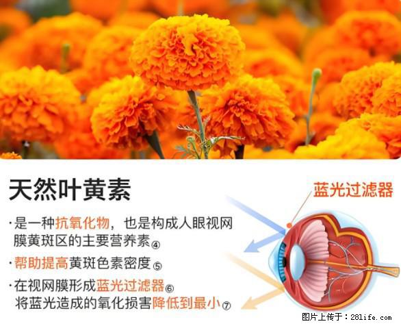 叶黄素有什么功效和作用 - 生活百科 - 定州生活社区 - 定州28生活网 dingzhou.28life.net