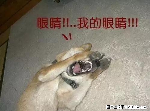 笑癫了！一女的怀孕三年未生，他终于忍不住了... - 娱乐八卦 - 定州生活社区 - 定州28生活网 dingzhou.28life.net