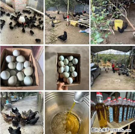 油茶园从小鸡仔开始养起的纯土鸡、土鸡蛋可以预定啦！还有前几天刚榨的纯山茶油哦 - 土特产 - 饮食特产 - 定州分类信息 - 定州28生活网 dingzhou.28life.net