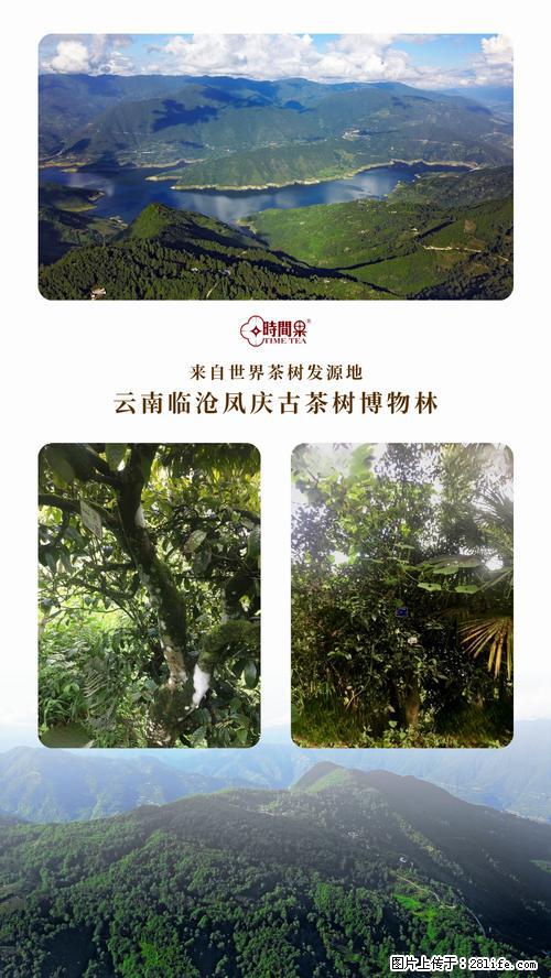 时间果百年古树2025年春红茶 - 购物交流 - 定州生活社区 - 定州28生活网 dingzhou.28life.net