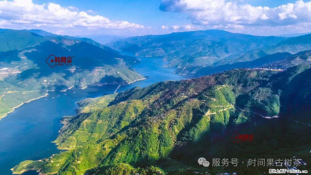 时间果百年古树龙珠普洱生茶 - 购物交流 - 定州生活社区 - 定州28生活网 dingzhou.28life.net
