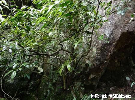 平乐石崖茶，珍贵仅次于金花茶 - 定州生活资讯 - 定州28生活网 dingzhou.28life.net