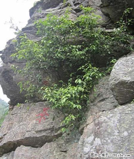 平乐石崖茶，珍贵仅次于金花茶 - 定州生活资讯 - 定州28生活网 dingzhou.28life.net