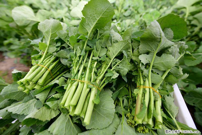 这些蔬菜是“天然钙片”，这6种被医生重点推荐 - 定州生活资讯 - 定州28生活网 dingzhou.28life.net